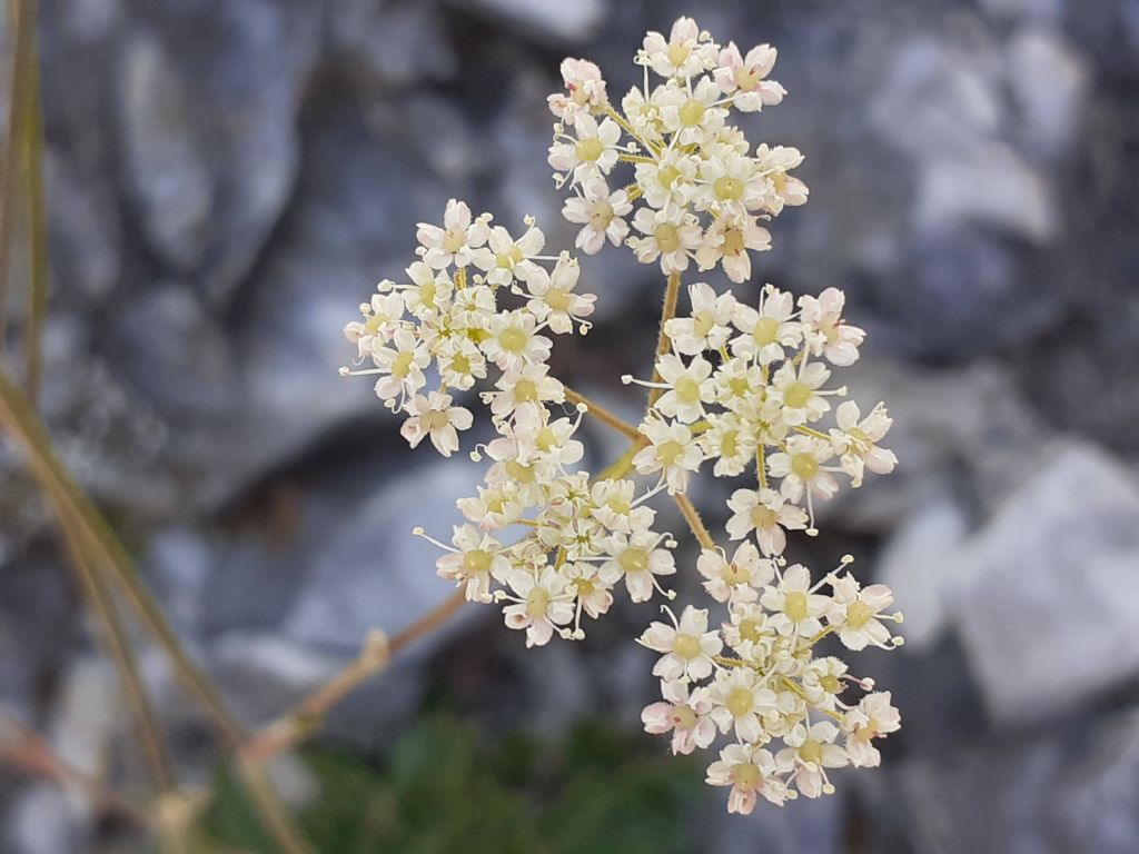 Pimpinella tragium